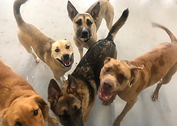 Paws Unleashed Winnipeg Ltd. - Winnipeg, MB Dog Trainers - Dog Image