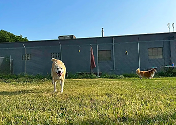 Paws Unleashed Winnipeg Ltd. - Winnipeg, MB Dog Trainers - Dog Training Image