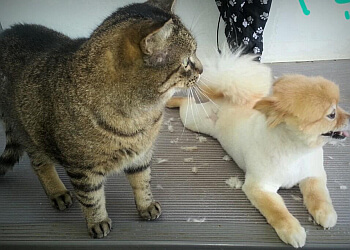 St Catharines Salons de Toilettage Pour Animaux De Compagnie Paws and Claws