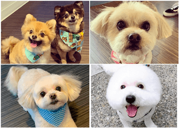 Vancouver Salons de Toilettage Pour Animaux De Compagnie Pawsh Dog Spa