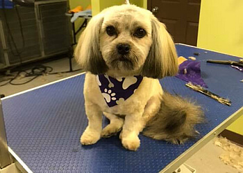 Ajax Salons de Toilettage Pour Animaux De Compagnie Pawsh Pet Grooming