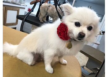 Aurora pet grooming Paws in the Bath