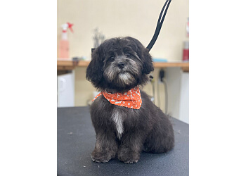 Newmarket pet grooming Paws in the Bath