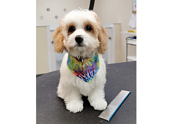 Newmarket pet grooming Paws in the Bath