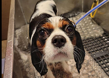 Victoria pet grooming Pawsitive Pet Grooming