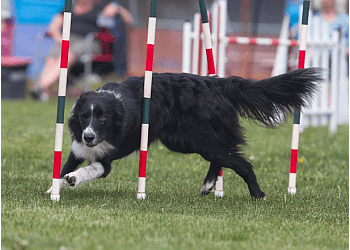 Pawsitive Steps Canine Sports