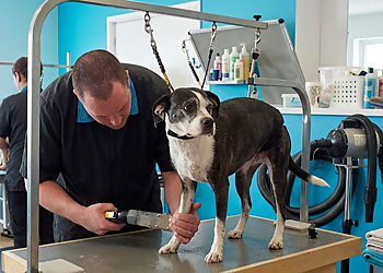 Pawsitively Clean Dogs Inc. - Whitby, ON Pet Grooming - Service Image