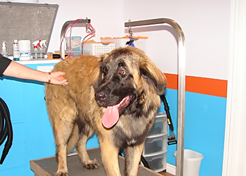 Pawsitively Clean Dogs Inc. - Whitby, ON Pet Grooming - Project Image