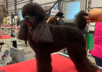 Pawsitively Perfect - Medicine Hat, AB Pet Grooming - Project Image