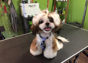 3 Best Pet Grooming in Calgary, AB - Expert Recommendations