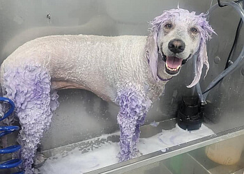 Barrie pet grooming Pawtricias Dog Grooming