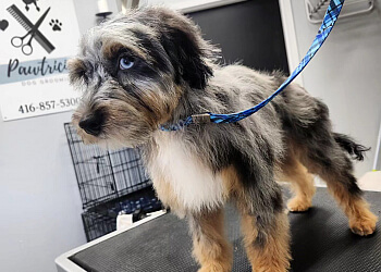Barrie pet grooming Pawtricias Dog Grooming