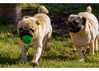 Burlington dog walker Pawz 'N Play