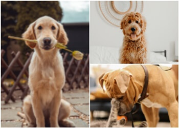 Burlington dog walker Pawz 'N Play