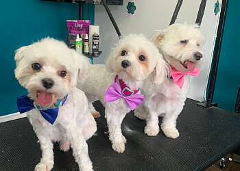 Milton pet grooming Pawz Pet Grooming Milton