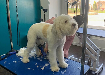 Milton pet grooming Pawz Pet Grooming Milton