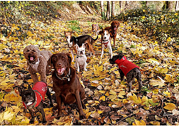 Vancouver dog walker Pawz Unleashed