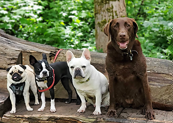 Vancouver Promeneurs De Chiens Pawz Unleashed