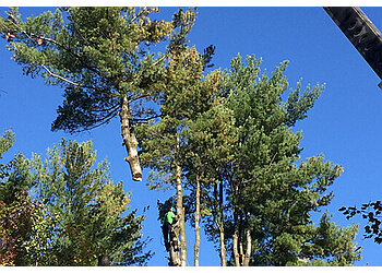 Saint Hyacinthe Services d'arboriculteur Paysagiste Proland