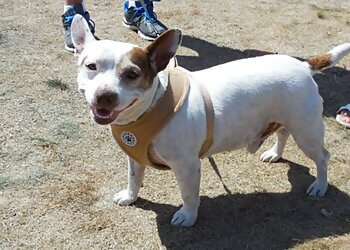 Saanich pet grooming Peace At Home Pet Care & Cat Grooming