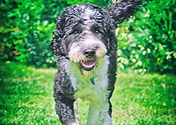 Perfect Dog For Life Off Leash K9 Training - Cambridge, ON Dresseurs De Chiens - Dog Image