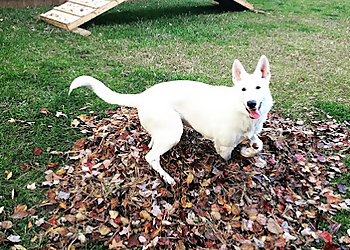 Perfect Dog For Life Off Leash K9 Training - Cambridge, ON Dresseurs De Chiens - Dog Training Image