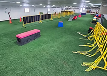Perfect Dog For Life Off Leash K9 Training - Cambridge, ON Dresseurs De Chiens - Play Area Image