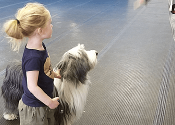 Lethbridge Dresseurs De Chiens Perfect Pooches Dog Training & Grooming