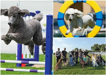 Lethbridge Dresseurs De Chiens Perfect Pooches Dog Training & Grooming