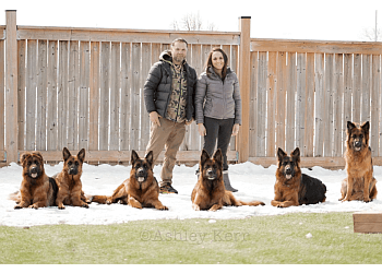 Brantford Dresseurs De Chiens Perfect Scents K9