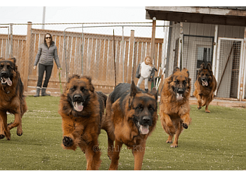 Brantford Dresseurs De Chiens Perfect Scents K9