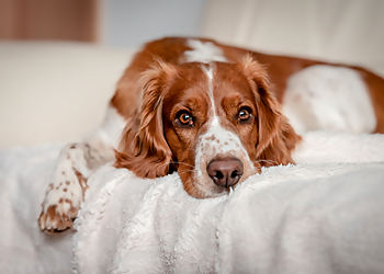 Perth Veterinary Services - Stratford, ON Veterinary Clinics - Patient Image