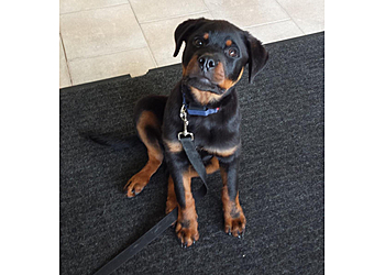 Windsor veterinary clinic Pesic Animal Hospital