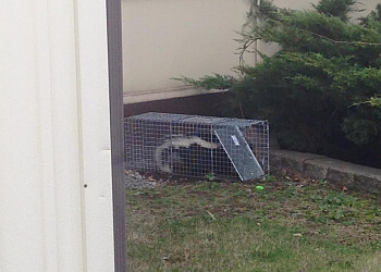 Belleville pest control Pest Core Solutions