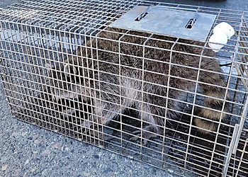 Pest Detective - Surrey Pest Control - Surrey, BC Animal Removal - Service Image