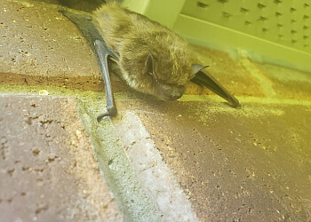 Newmarket animal removal Pest Kings Wildlife & Pest Control Newmarket