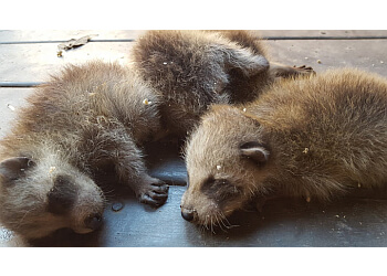 Newmarket animal removal Pest Kings Wildlife & Pest Control Newmarket