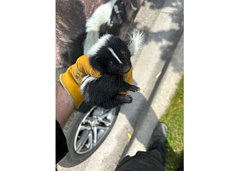 Mississauga Services d'extermination de parasites Pest Protection Plus, Inc.