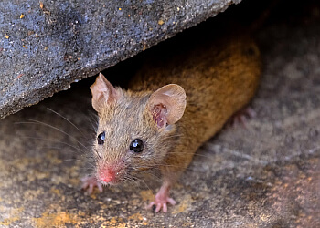 Calgary animal removal Pestica Green Pest Control