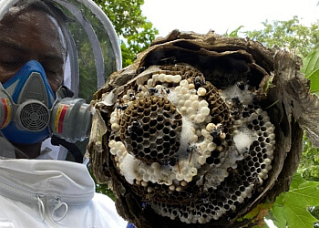 Pesticon Pest Control - Mississauga, ON Services d'extermination de parasites