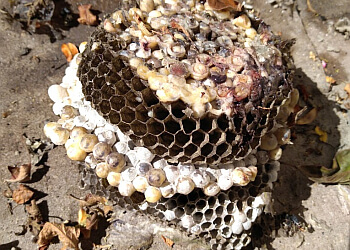 Brampton pest control Pestisect Pest Control