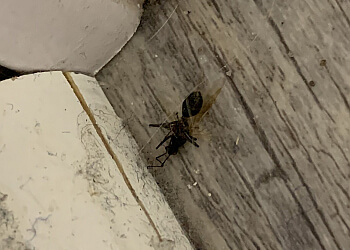 Whitby Services d'extermination de parasites Pestzone Pest Control