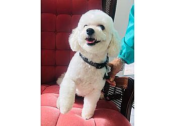 North Bay Salons de Toilettage Pour Animaux De Compagnie Pet Grooming By Kelly