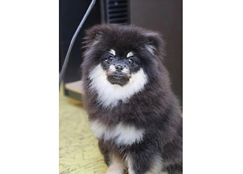 North Bay Salons de Toilettage Pour Animaux De Compagnie Pet Grooming Express