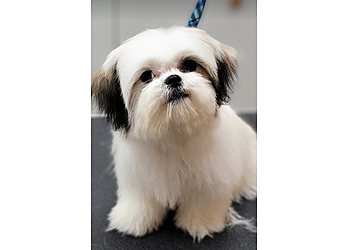 North Bay Salons de Toilettage Pour Animaux De Compagnie Pet Grooming Express