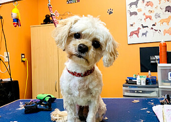 North Bay pet grooming Pet Grooming Express image 1