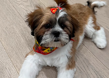 Pet Makeover - Milton, ON Salons de Toilettage Pour Animaux De Compagnie - Service Image