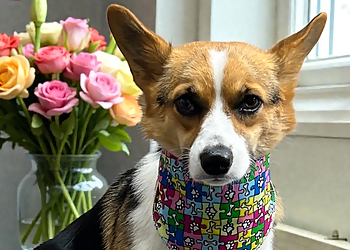 Pet Makeover - Milton, ON Salons de Toilettage Pour Animaux De Compagnie - Service Highlights