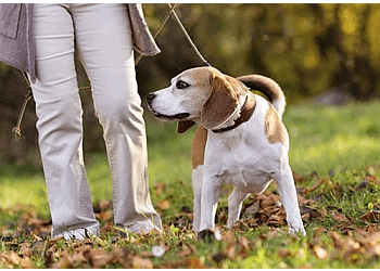 Kingston dog walker Pet Parade Plus