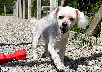 Sault Ste Marie Salons de Toilettage Pour Animaux De Compagnie Pet Pleasure Resort